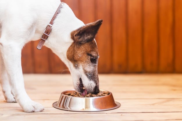  best dog foods for diabetic dogs