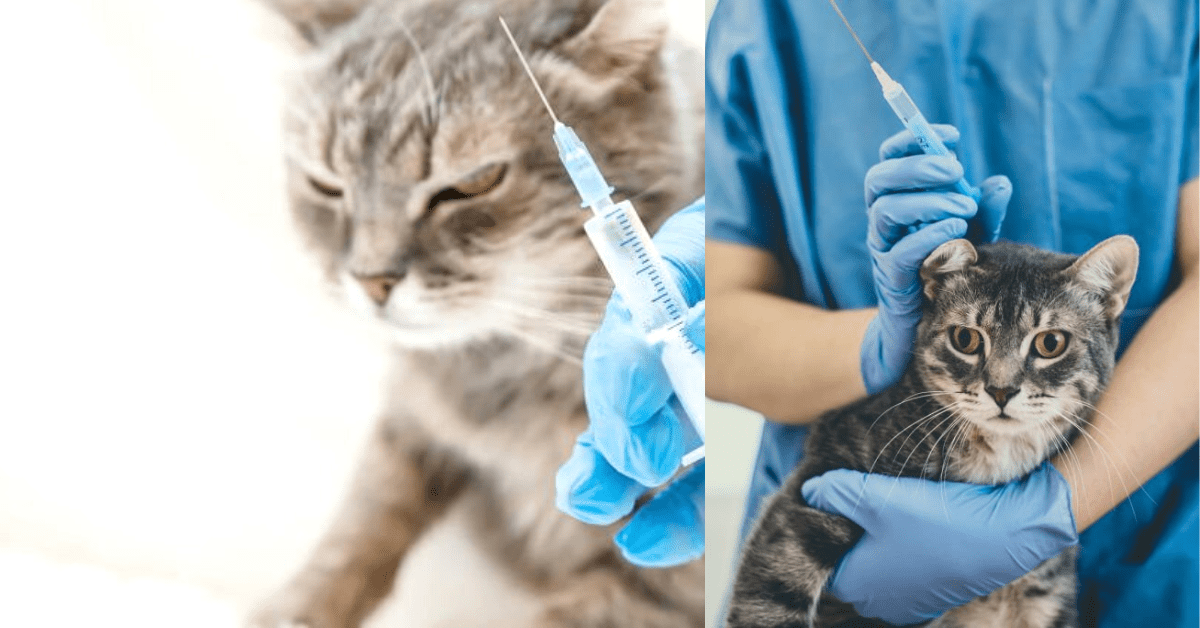 Insulin Working In Cat-Causes, Symptoms And InsulinResistance