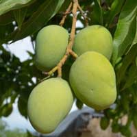 African mango extract
