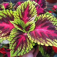 Coleus root extract