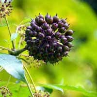 Eleuthero root extract 