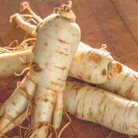 Panax ginseng 