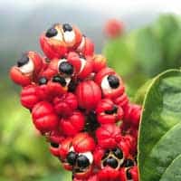 Guarana seed extract 