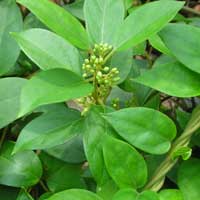 Gymnema leaf extract 